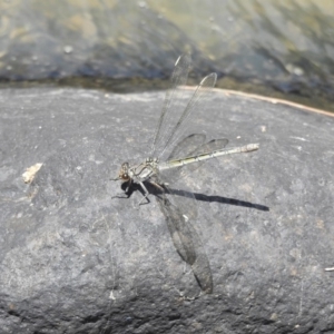 Diphlebia nymphoides at Kambah Pool - 5 Jan 2017