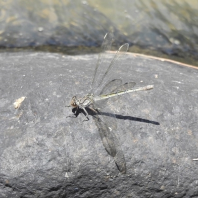 Diphlebia nymphoides (Arrowhead Rockmaster) at Kambah Pool - 4 Jan 2017 by Qwerty