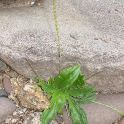 Plantago debilis (Shade Plantain) at Brogo, NSW - 31 Dec 2016 by JanetRussell