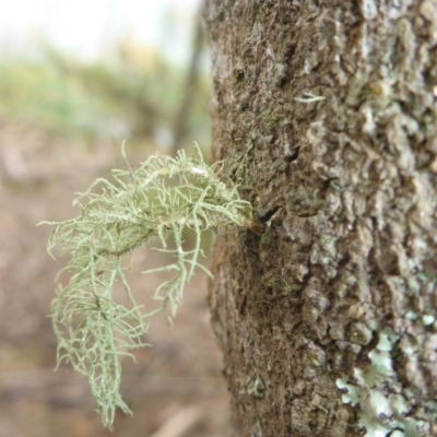 Usnea sp. (genus) (Bearded lichen) at Brogo, NSW - 31 Dec 2016 by JanetRussell