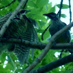 Eudynamys orientalis (Pacific Koel) at Holt, ACT - 30 Jan 2017 by ChrisDavey