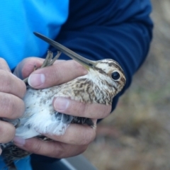 Gallinago hardwickii (Latham's Snipe) at Jerrabomberra Wetlands - 28 Jan 2017 by ChrisDavey