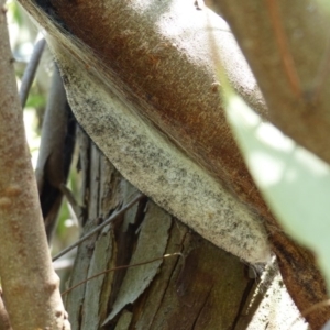 Chelepteryx collesi at Holt, ACT - 15 Jan 2017