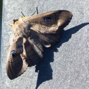 Dasypodia selenophora at Forde, ACT - 21 Jan 2017