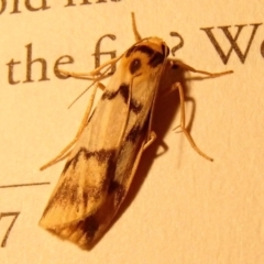 Tigrioides alterna (Alternating Footman) at Barragga Bay, NSW - 31 Jan 2017 by narelle