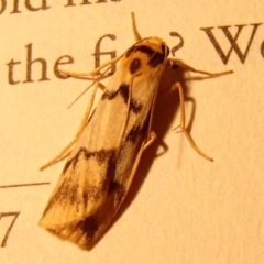 Tigrioides alterna (Alternating Footman) at Barragga Bay, NSW - 30 Jan 2017 by narelle