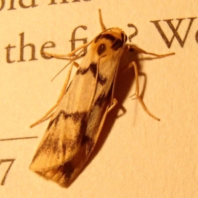 Tigrioides alterna (Alternating Footman) at Barragga Bay, NSW - 30 Jan 2017 by narelle