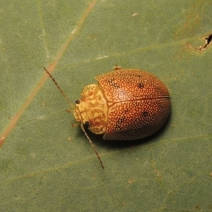 Paropsis atomaria at Tharwa, ACT - 28 Jan 2017