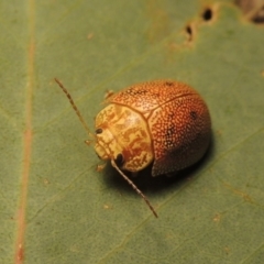 Paropsis atomaria at Tharwa, ACT - 28 Jan 2017 10:44 PM