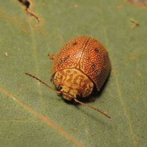 Paropsis atomaria at Tharwa, ACT - 28 Jan 2017