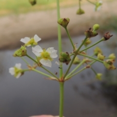 Alisma plantago-aquatica (Water Plantain) at Paddys River, ACT - 30 Jan 2017 by michaelb