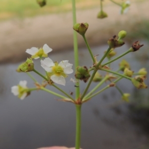 Alisma plantago-aquatica at Paddys River, ACT - 30 Jan 2017