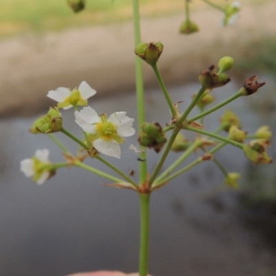 Alisma plantago-aquatica (Water Plantain) at Paddys River, ACT - 30 Jan 2017 by michaelb