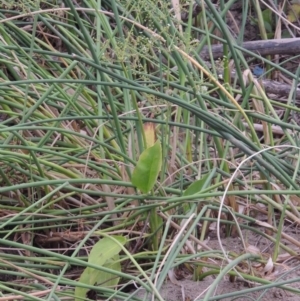 Alisma plantago-aquatica at Paddys River, ACT - 30 Jan 2017