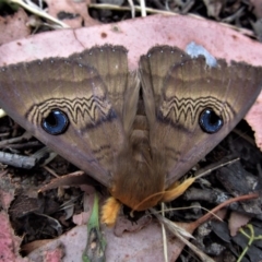 Dasypodia selenophora (Southern old lady moth) at Belconnen, ACT - 31 Jan 2017 by CathB