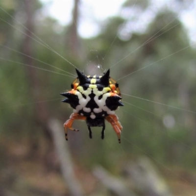Austracantha minax (Christmas Spider, Jewel Spider) at Aranda, ACT - 24 Jan 2017 by CathB