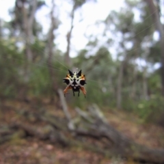 Austracantha minax at Point 4081 - 25 Jan 2017 07:28 AM