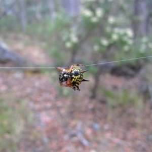 Austracantha minax at Point 4081 - 25 Jan 2017 07:28 AM