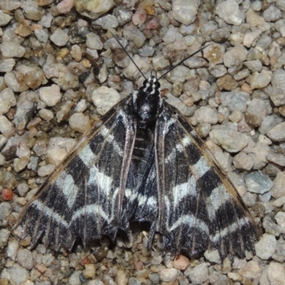 Comocrus behri (Mistletoe Day Moth) at Paddys River, ACT - 30 Jan 2017 by michaelb