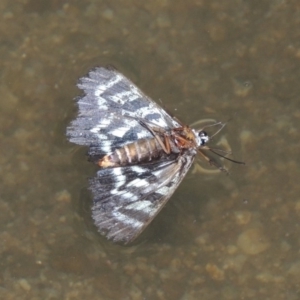 Comocrus behri at Paddys River, ACT - 30 Jan 2017