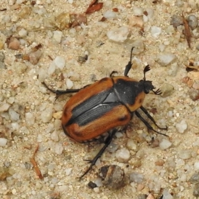 Chondropyga dorsalis (Cowboy beetle) at Cotter River, ACT - 31 Jan 2017 by JohnBundock