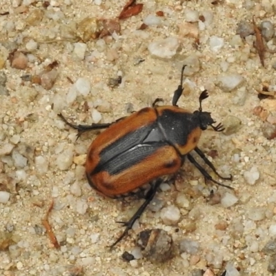 Chondropyga dorsalis (Cowboy beetle) at Cotter River, ACT - 30 Jan 2017 by JohnBundock