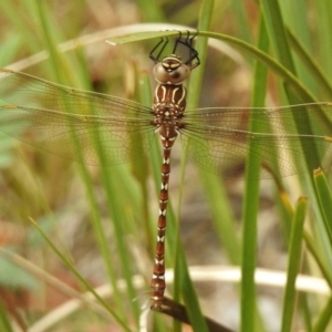 Austroaeschna unicornis at Paddys River, ACT - 31 Jan 2017