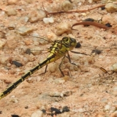 Austrogomphus guerini (Yellow-striped Hunter) at Paddys River, ACT - 30 Jan 2017 by JohnBundock