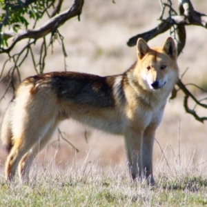 Canis lupus at Rendezvous Creek, ACT - 14 Jun 2009 10:23 AM