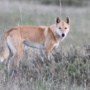 Canis lupus at Rendezvous Creek, ACT - 23 Feb 2010