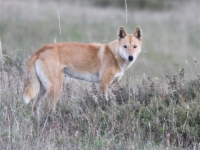 Canis lupus (Dingo / Wild Dog) at Rendezvous Creek, ACT - 23 Feb 2010 by OllieOrgill