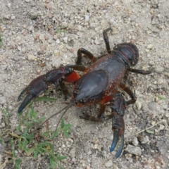 Euastacus sp. (genus) (Spiny crayfish) at Namadgi National Park - 21 Nov 2015 by OllieOrgill