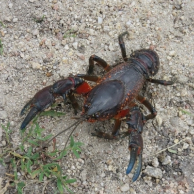 Euastacus sp. (genus) (Spiny crayfish) at Tennent, ACT - 22 Nov 2015 by OllieOrgill