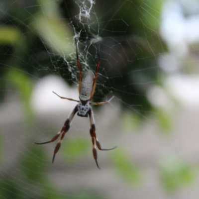 Trichonephila edulis (Golden orb weaver) at Kaleen, ACT - 9 Jan 2017 by maura