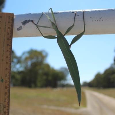 Tropidoderus childrenii (Children's stick-insect) at Kaleen, ACT - 27 Jan 2017 by maura