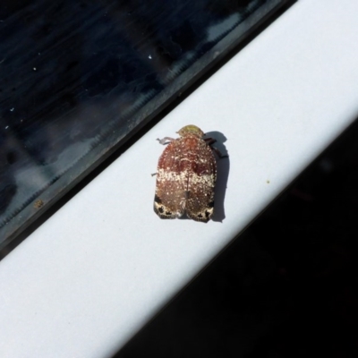 Platybrachys sp. (genus) (A gum hopper) at Aranda, ACT - 22 Nov 2015 by JanetRussell