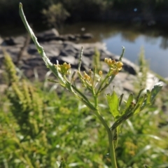 Rorippa palustris (Marsh Watercress) at Paddys River, ACT - 10 Dec 2016 by MichaelBedingfield