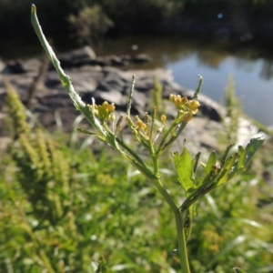 Rorippa palustris at Paddys River, ACT - 10 Dec 2016 06:52 PM