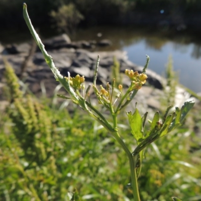 Rorippa palustris (Marsh Watercress) at Paddys River, ACT - 10 Dec 2016 by MichaelBedingfield