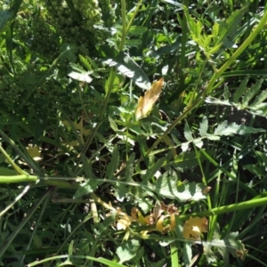 Rorippa palustris at Paddys River, ACT - 10 Dec 2016