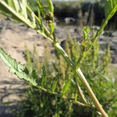 Rorippa palustris at Paddys River, ACT - 10 Dec 2016 06:52 PM