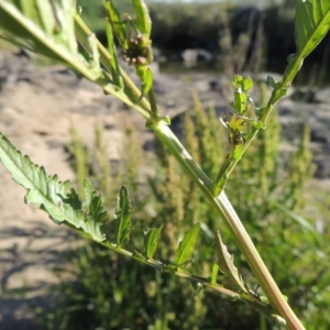 Rorippa palustris at Paddys River, ACT - 10 Dec 2016