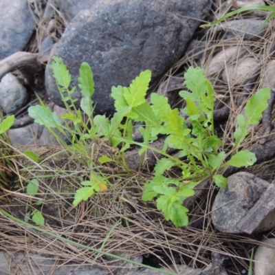 Rorippa palustris (Marsh Watercress) at Pine Island to Point Hut - 21 Nov 2016 by michaelb