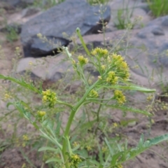 Rorippa palustris (Marsh Watercress) at Paddys River, ACT - 21 Jan 2017 by michaelb