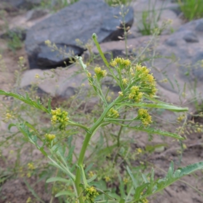 Rorippa palustris (Marsh Watercress) at Paddys River, ACT - 21 Jan 2017 by michaelb