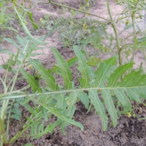 Rorippa palustris at Paddys River, ACT - 21 Jan 2017