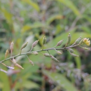 Rorippa palustris at Paddys River, ACT - 21 Jan 2017