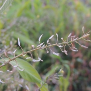 Rorippa palustris at Paddys River, ACT - 21 Jan 2017