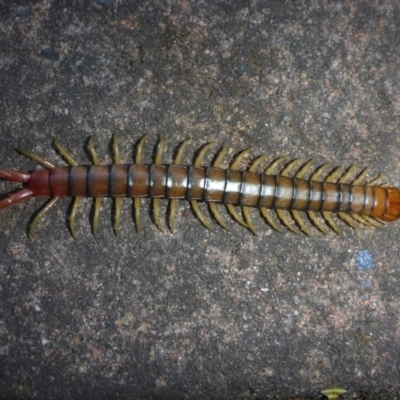 Cormocephalus aurantiipes (Orange-legged Centipede) at Aranda, ACT - 17 Nov 2015 by JanetRussell