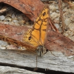 Geitoneura acantha at Paddys River, ACT - 31 Jan 2017